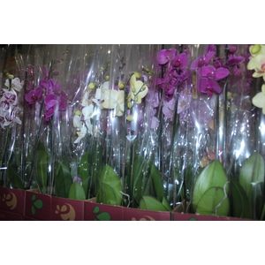 PHALAENOPSIS P12 2 HT