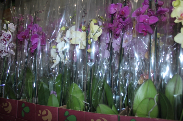 <h4>PHALAENOPSIS P12 2 HT</h4>
