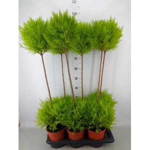 Cupressus macro. 'Goldcrest' .shape