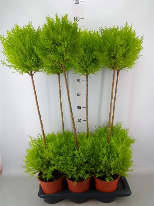 <h4>Cupressus macro. 'Goldcrest' .shape</h4>