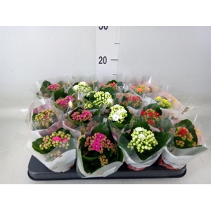 Kalanchoe blos. 'RoyalDon'   ..mix