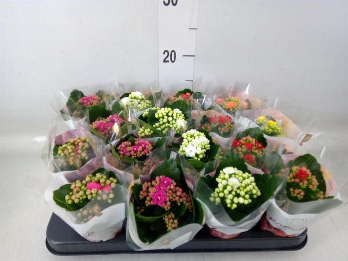 <h4>Kalanchoe blos. 'RoyalDon'   ..mix</h4>