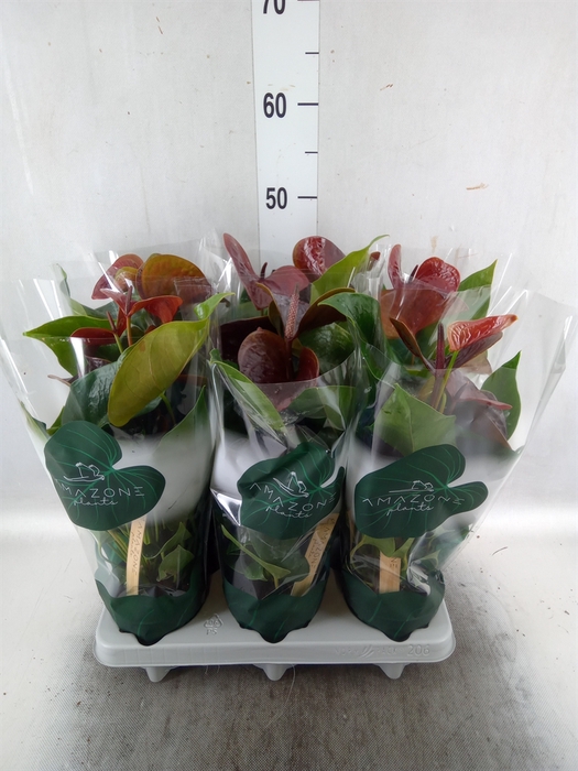 <h4>Anthurium andr. 'Essencia'</h4>