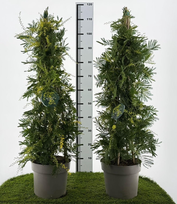 <h4>ACACIA PARADOXA</h4>