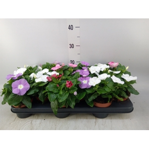 Catharanthus ros.   ...mix