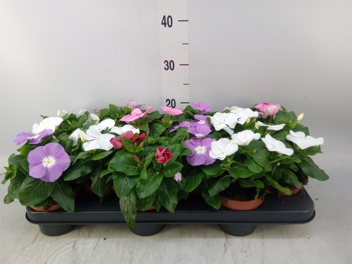 <h4>Catharanthus ros.   ...mix</h4>