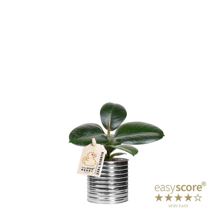 <h4>FICUS ELASTICA</h4>