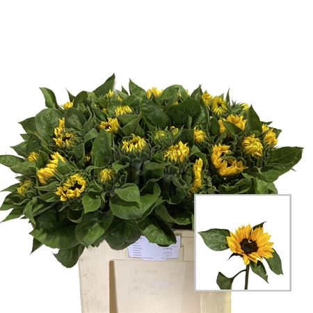 <h4>Helianthus Sunrich Orange</h4>