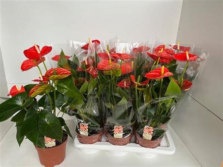<h4>Anthu An Sier Orange 8+</h4>