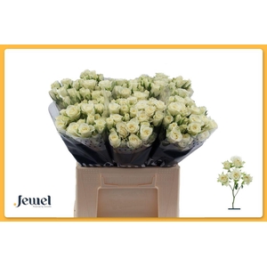 Rosa spray snowflake