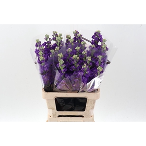 Matth Impala Purple