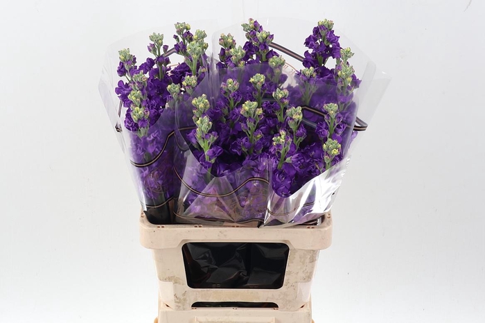 <h4>Matth Impala Purple</h4>