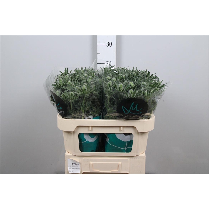 <h4>Eryn Sirius Qstar</h4>