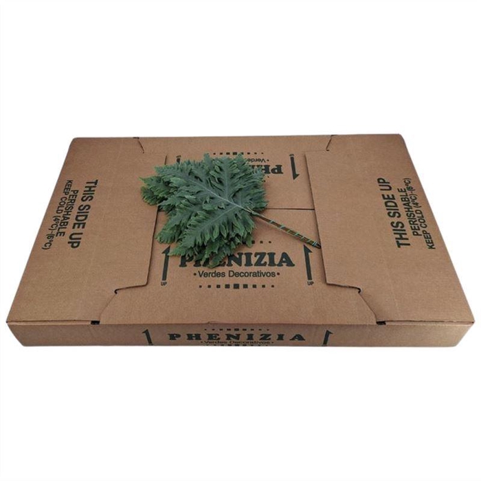 <h4>Rucula Fern</h4>