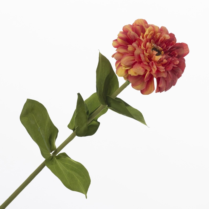 <h4>Zinnia Orange FL440374ORA</h4>