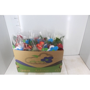 ANTHURIUM VARIADO P15
