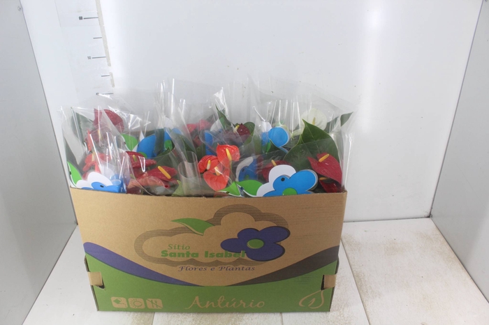 <h4>ANTHURIUM VARIADO P15</h4>