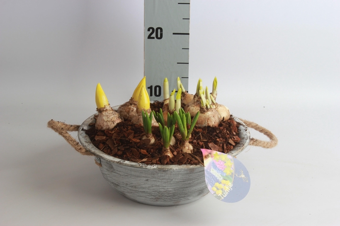 <h4>ARR BOL KNOLGEWAS</h4>