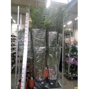 Phoenix canariensis