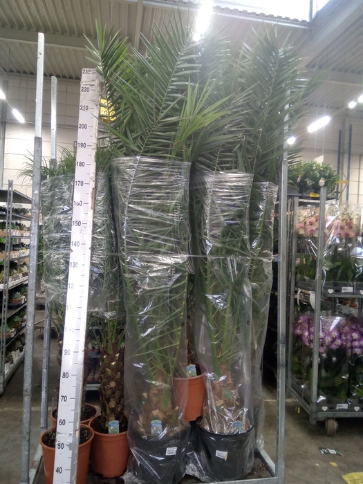 <h4>Phoenix canariensis</h4>
