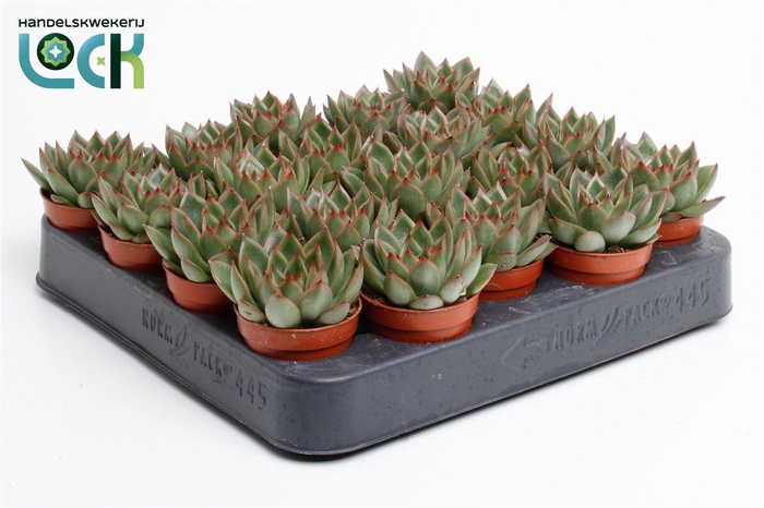 <h4>Echeveria agavoides</h4>