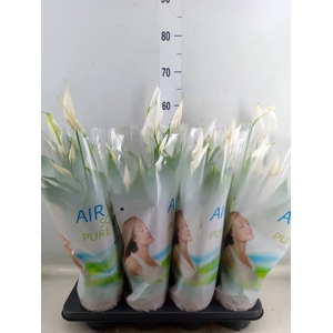 Spathiphyllum  'Strauss'