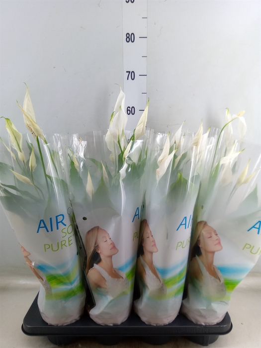 <h4>Spathiphyllum  'Strauss'</h4>