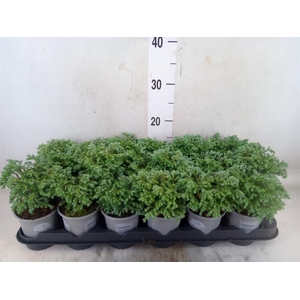 Chamaecyparis pis. 'Minta'