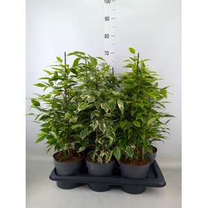 Ficus benja.   ...mix