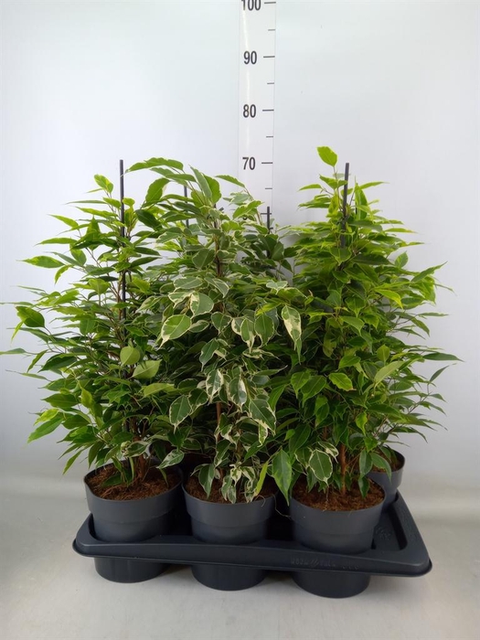 <h4>Ficus benja.   ...mix</h4>