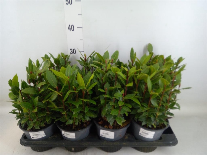 <h4>Laurus nobilis</h4>