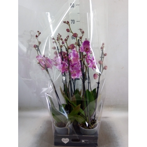 Phalaenopsis  'Brother You'