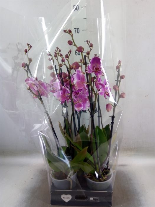 <h4>Phalaenopsis  'Brother You'</h4>
