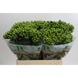 HYPER MAGICAL MIRAGE HYPERICUM MAGI