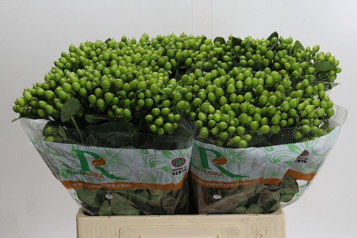 <h4>HYPER MAGICAL MIRAGE HYPERICUM MAGI</h4>