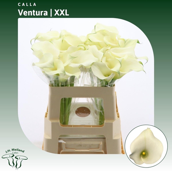 <h4>Calla Ventura | XXL</h4>