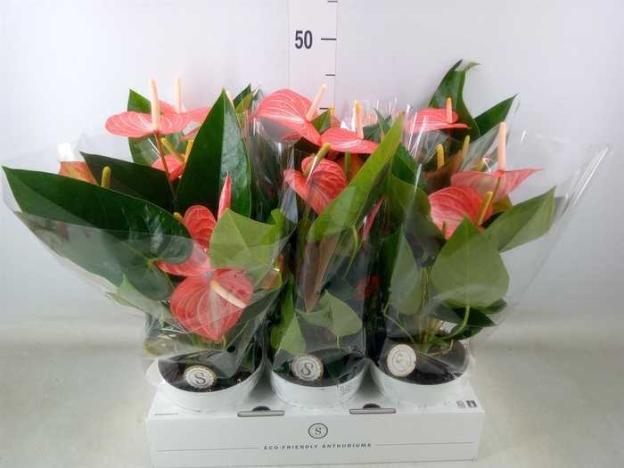 <h4>Anthurium andr. 'Livium Orange'</h4>