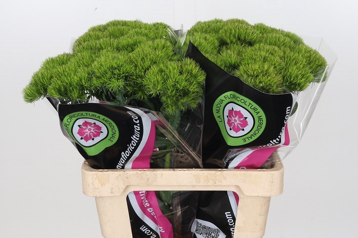 <h4>Dianthus Ba Gr Kiwi Mellow</h4>