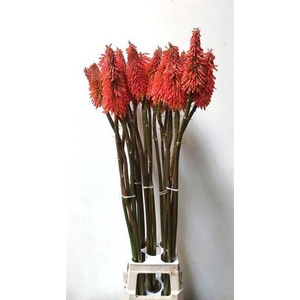 Kniphofia Ov