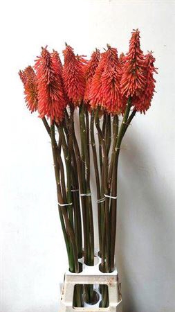 <h4>Kniphofia Ov</h4>