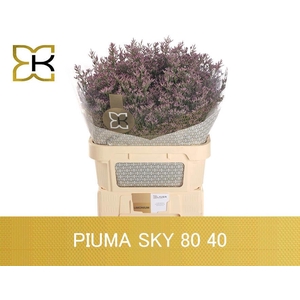 LIM PIUMA SKY