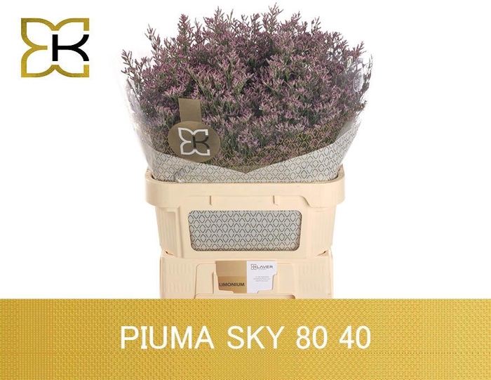 <h4>LIM PIUMA SKY</h4>