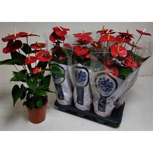 Anthurium (Andreanum Grp) Jambo Red