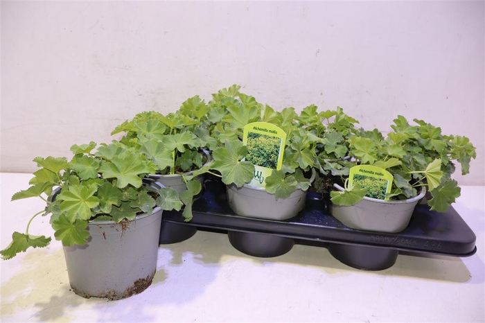 <h4>Alch Mollis</h4>