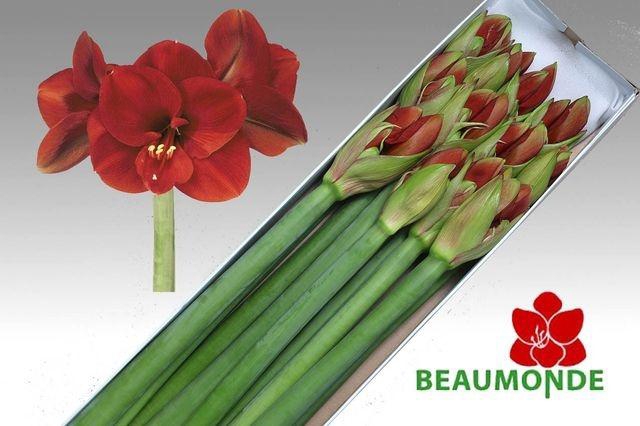 <h4>Hippeastrum Ferrari</h4>