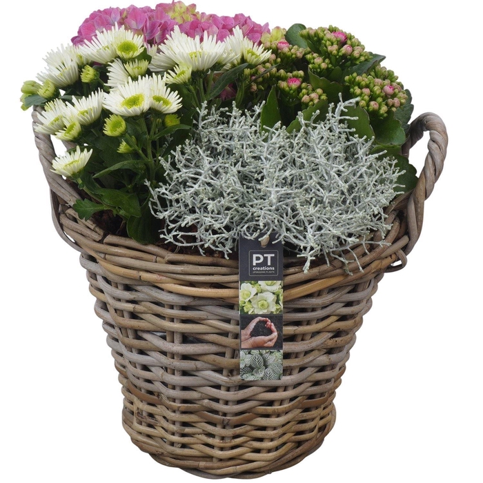 <h4>Arr.   Tuinplanten H%</h4>