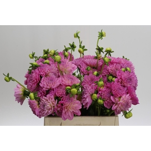 Dahlia (Decorative Grp) 'Pink Pop'