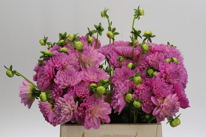 <h4>Dahlia (Decorative Grp) 'Pink Pop'</h4>