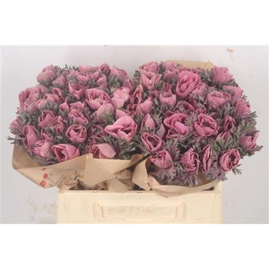 Anemone Powder. Lie De Vin