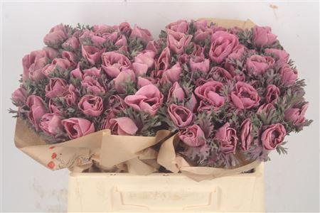 <h4>Anemone Powder. Lie De Vin</h4>